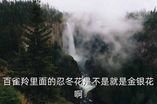 忍冬花是金银花吗，常绿忍冬开不开花什么颜色的