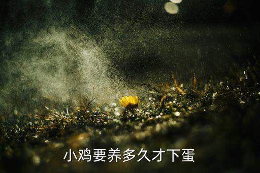 小鸡多久能下蛋，鸡多大才会生蛋