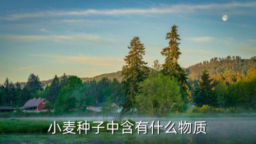小麦种子，小麦的种子是什么样子