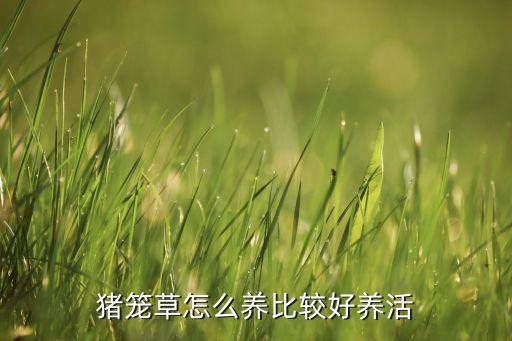猪笼草怎么养，猪笼草怎么养比较好养活