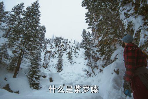 紫铃藤，紫蕃藤是什么样