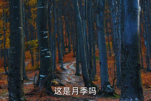 艾帕索月季，脸儿圆如钱粉瓣密密生枝细叶也小风中俏又娇月季品名之一