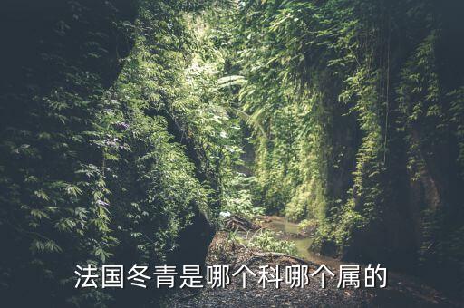 法国冬青，法国冬青是哪个科哪个属的