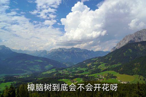 樟脑树到底会不会开花呀