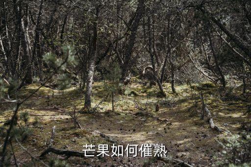 芒果如何催熟