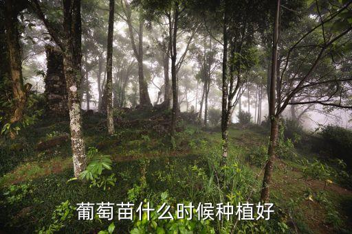 葡萄什么时候种植，葡萄一般什么时候种植比较好