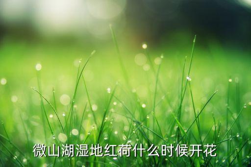 微山湖湿地红荷什么时候开花