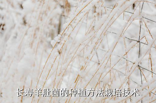 长寿羊肚菌的种植方法栽培技术