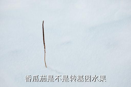 香瓜茄，香瓜茄是不是转基因水果