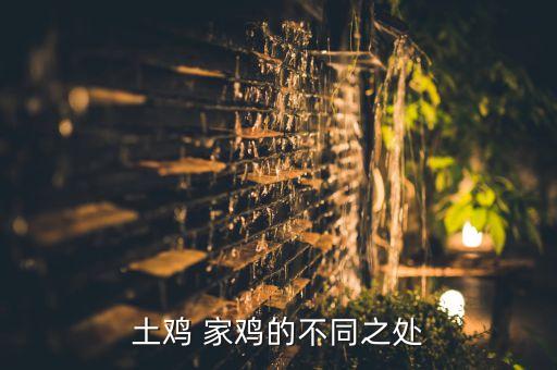 家鸡，山鸡和家鸡有什么区别