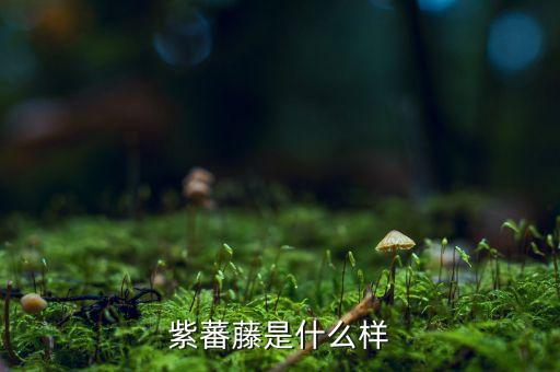 紫蕃藤是什么样