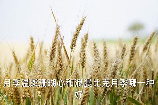 月季温柔珊瑚心和浪漫比克月季哪一种好