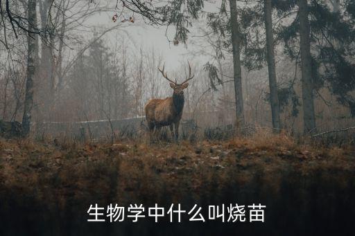 烧苗，生物学中什么叫烧苗
