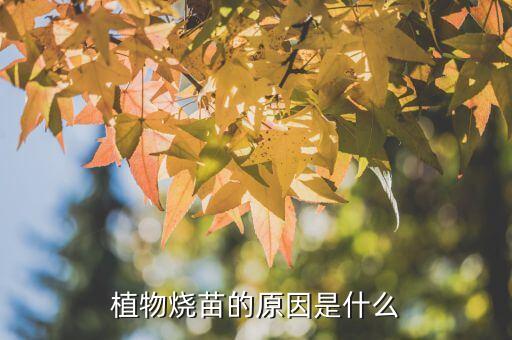植物烧苗的原因是什么