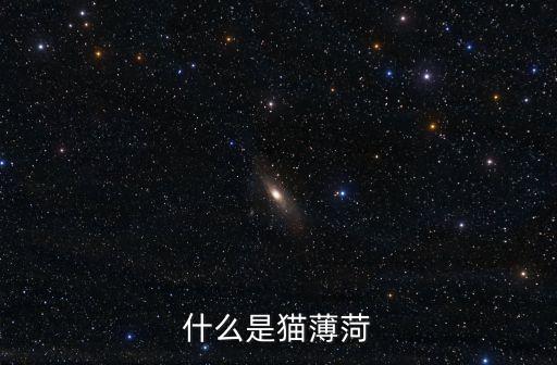猫把蒿，DI GI CHARAT又名猫锒铛