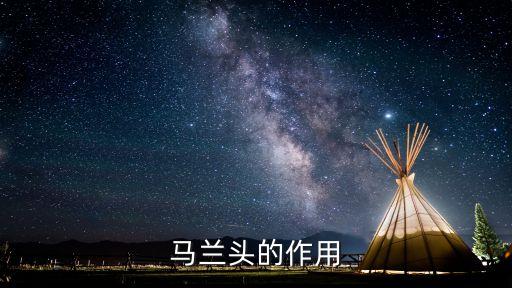 马兰头的作用