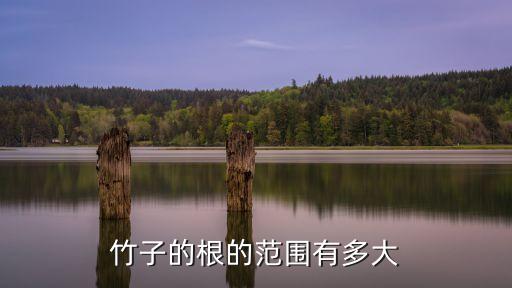 竹子的根的范围有多大