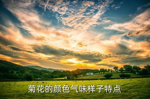 小菊花，菊花的颜色气味样子特点