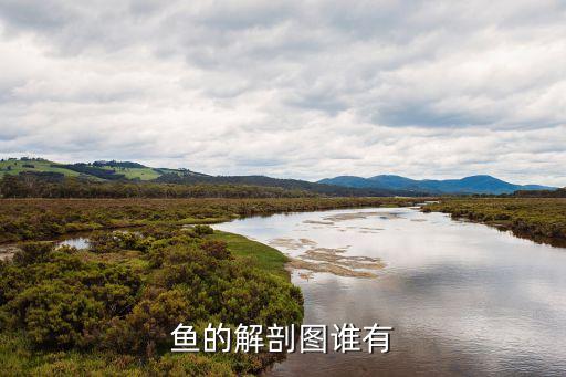 鱼的身体结构图，鱼的解剖图谁有