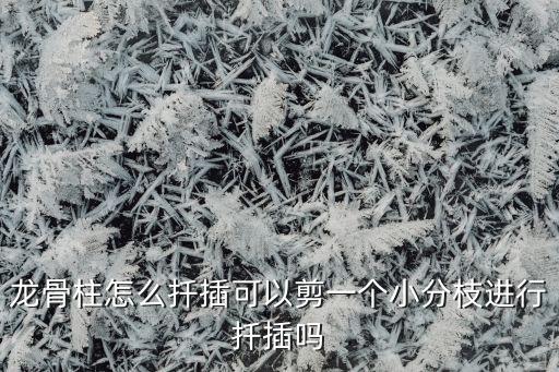 龙骨怎么扦插，龙骨花怎样繁稙