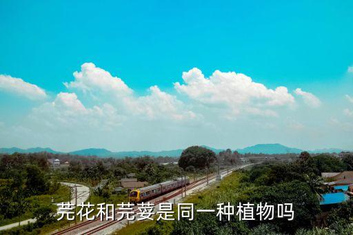 芫荽属，香菜是哪个属