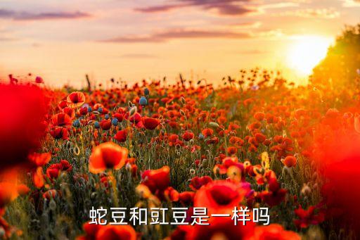 什么的豆角，蛇豆和豇豆是一样吗