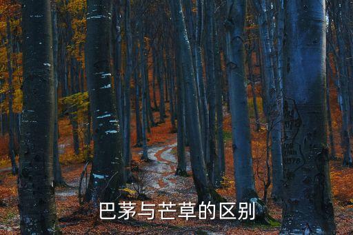 巴茅草，芭茅的特性及药性
