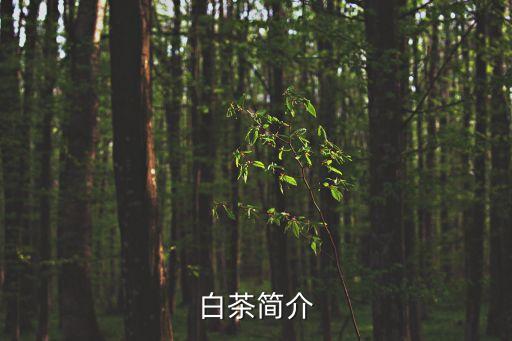 白茶，白茶简介