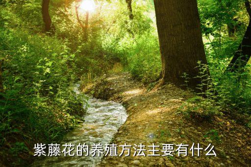 紫藤花的养殖方法主要有什么