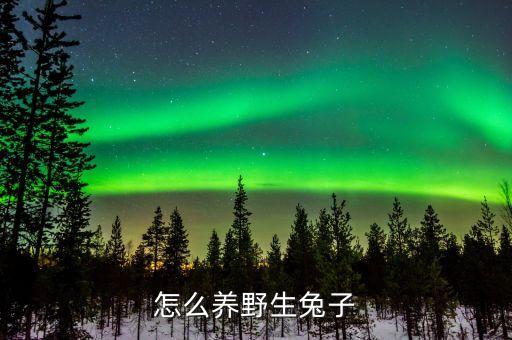 怎么养野生兔子
