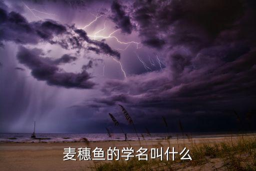 麦穗鱼的学名叫什么