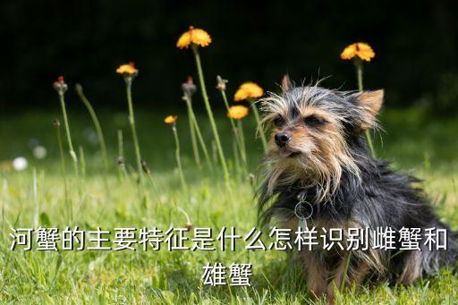 河蟹的主要特征是什么怎样识别雌蟹和雄蟹