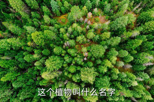 这个植物叫什么名字