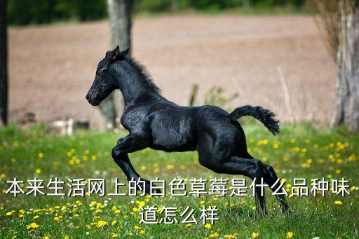 本来生活网上的白色草莓是什么品种味道怎么样
