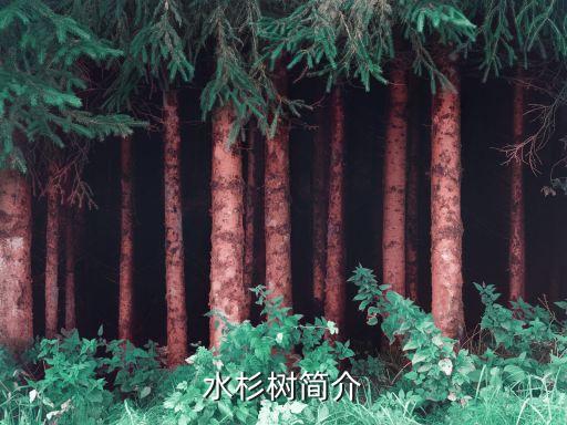 水杉是什么植物，水杉树简介