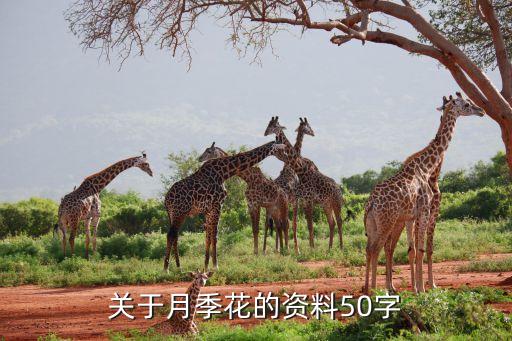 藤本月季图片，关于月季花的资料50字