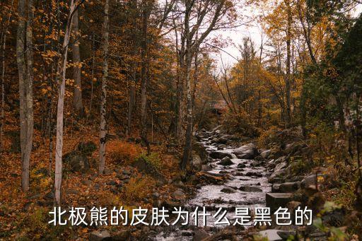 北极熊的皮肤，北极熊的皮肤是白的还是黑的