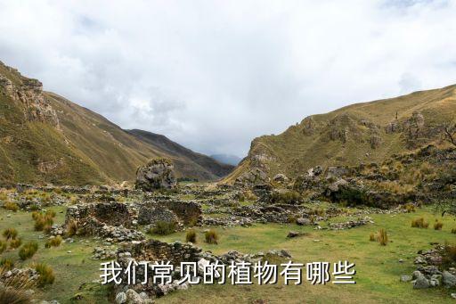 我们常见的植物有哪些