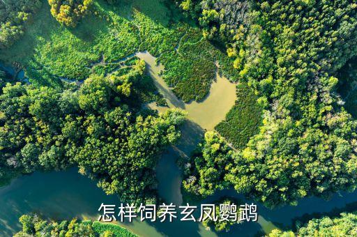 玄凤鹦鹉怎么养，怎样饲养玄凤鹦鹉