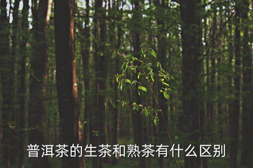 普洱茶生茶，普洱茶生茶与熟茶的区别是什么