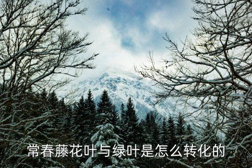 常春藤花叶与绿叶是怎么转化的