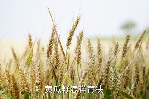 黄瓜籽怎样育秧