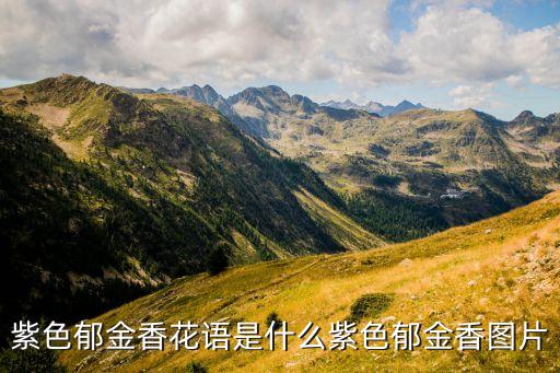 紫色郁金香花语是什么紫色郁金香图片