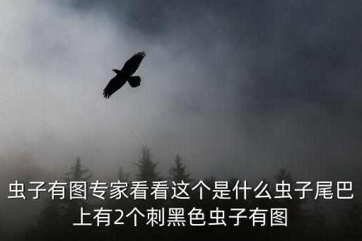 虫子有图专家看看这个是什么虫子尾巴上有2个刺黑色虫子有图