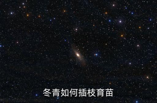 冬青苗，冬青怎样育苗