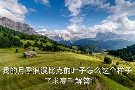 我的月季浪漫比克的叶子怎么这个样子了求高手解答