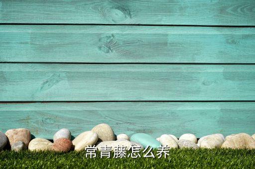 常青藤怎么养