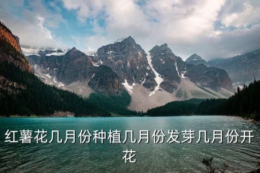 红薯花几月份种植几月份发芽几月份开花