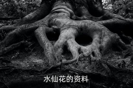 水仙图片，水仙长什么样