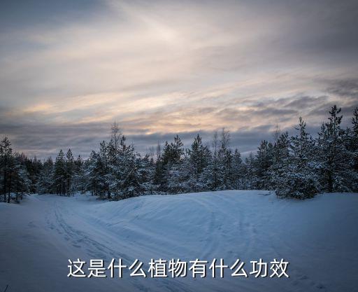 这是什么植物有什么功效